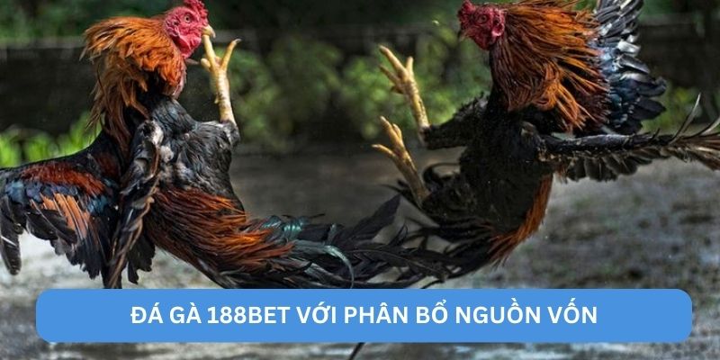 Đá gà 188BET với phân bổ nguồn vốn