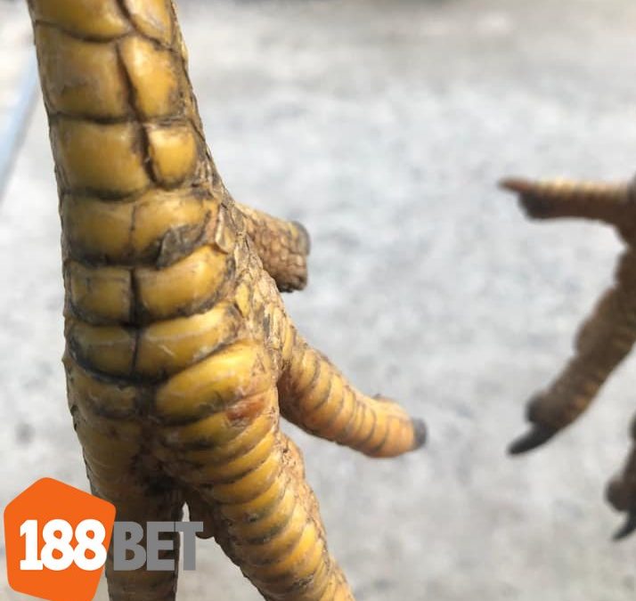Cận cảnh chân gà có vảy khai vương rõ nét, tiêu chuẩn của chiến kê đỉnh cao.