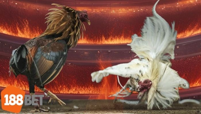 Gà Mỹ thi đấu tại 188BET với hình ảnh biểu trưng cho tinh thần chiến đấu Hoa Kỳ