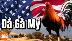 Đá Gà Mỹ