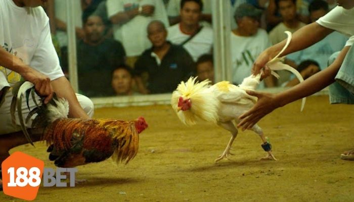 Chiến kê Mỹ sẵn sàng ra trận dưới sự chỉ đạo của sư kê chuyên nghiệp