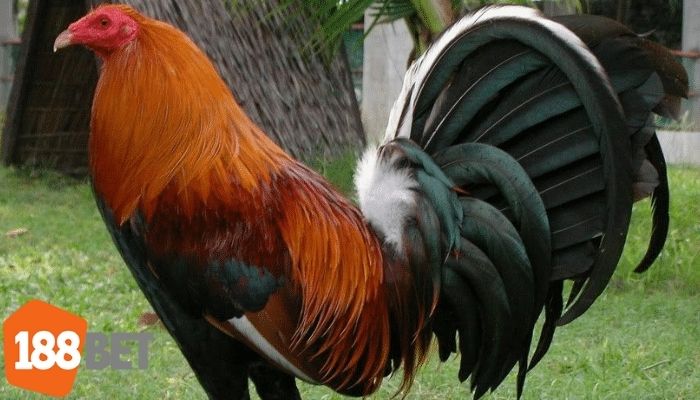 Gà chọi Mỹ chuẩn gen chiến kê với bộ lông đẹp và thân hình rắn chắc
