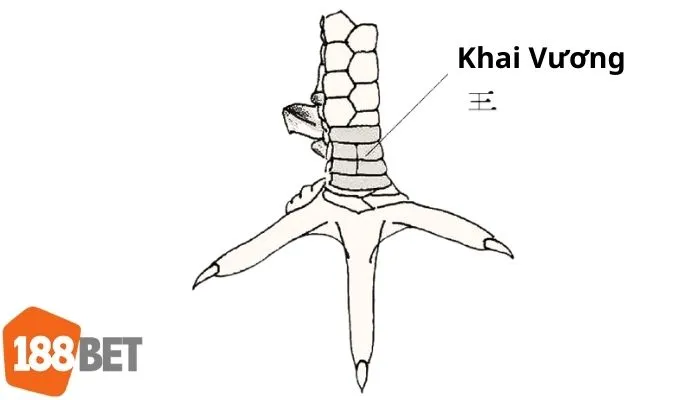 Hình vẽ mô phỏng vị trí vảy gà khai vương trên chân gà chọi.