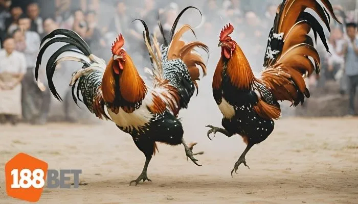 Cảnh đá gà gay cấn với sự cổ vũ đông đảo từ khán giả xung quanh.