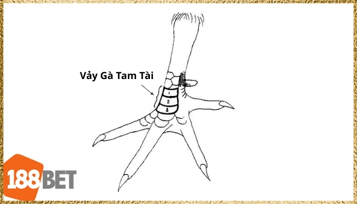 Minh họa vảy gà tam tài với ba lớp vảy nổi bật nằm sát ngón thới.